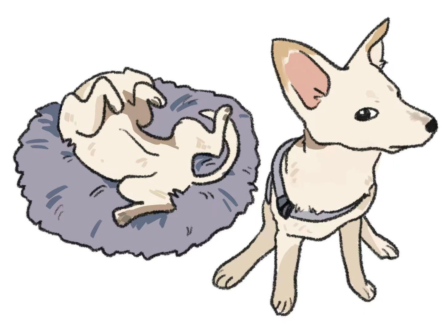 pet art portrait custom design